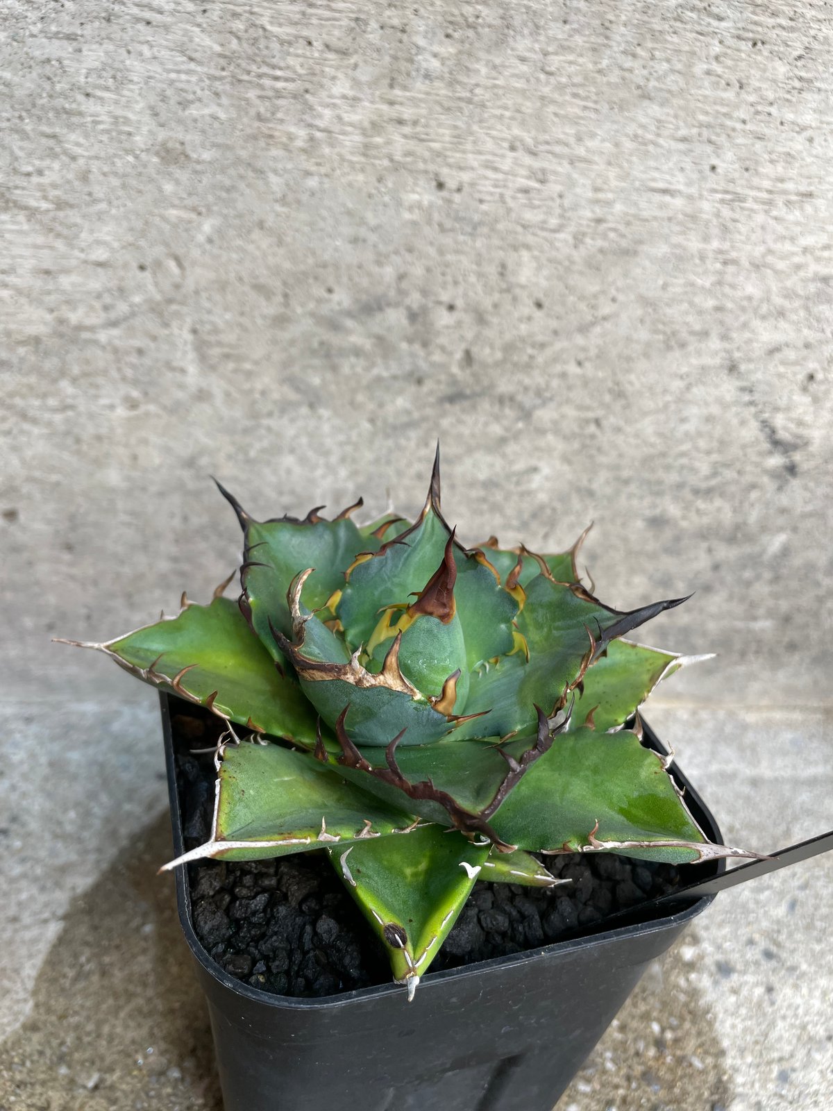 TONY産）HADES/黒帝斯 中株 | plants by frame