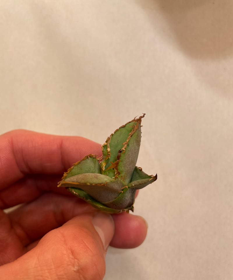 毒刺産）WV 子株 | plants by frame