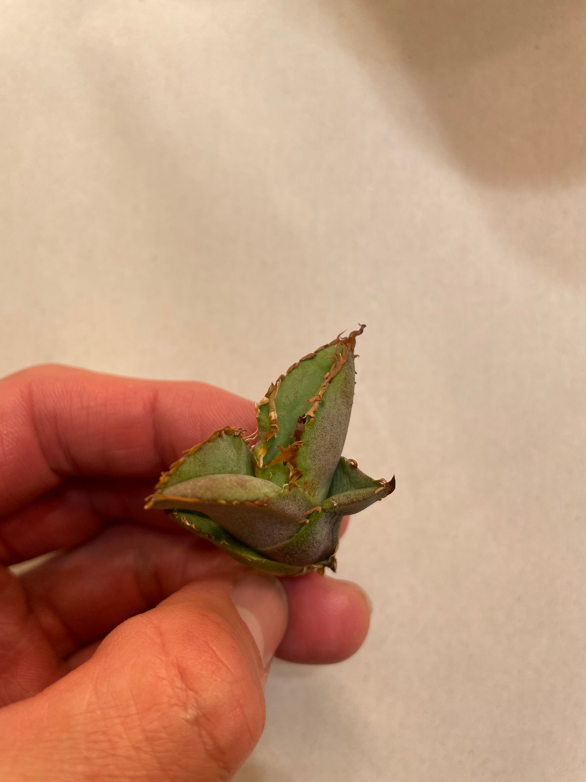 毒刺産）WV 子株 | plants by frame