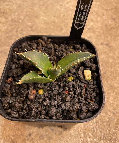（lize血統）白鯨　発根済子株