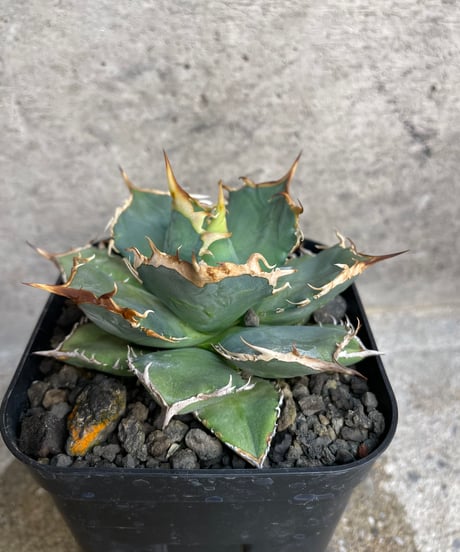 （TONY産）烈焰　発根済　小株大