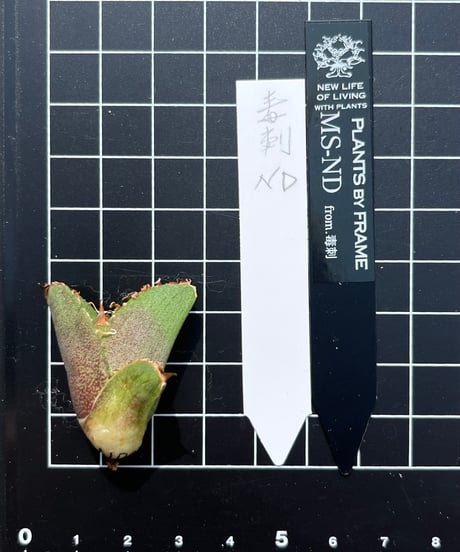 毒刺産　MS-ND 未発根