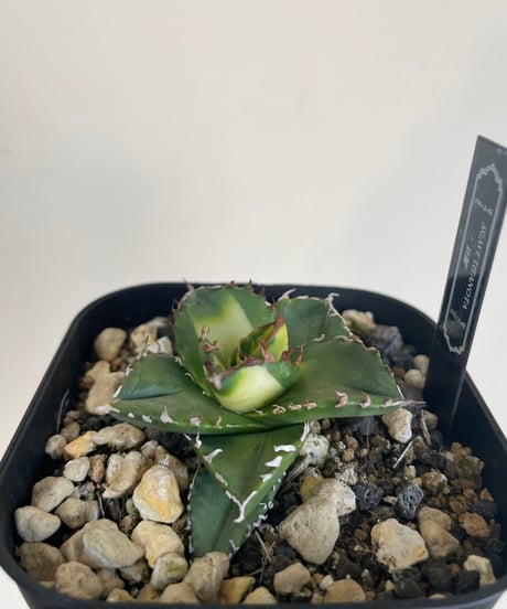 狂鯨　発根済　子株