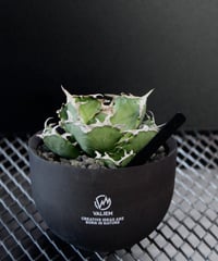 valiem × plants by frame 別注鉢 Mサイズ | plants by f