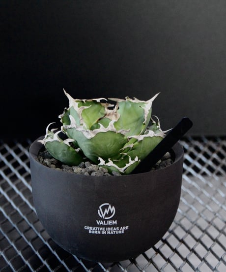 valiem 植栽株　螃蟹　M size