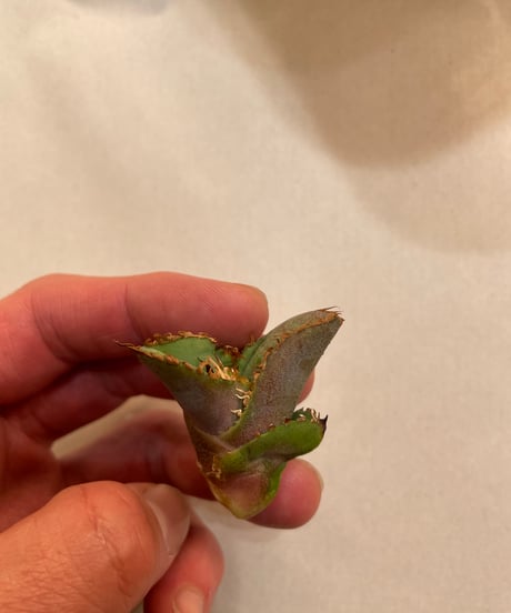 （毒刺産）WV 子株