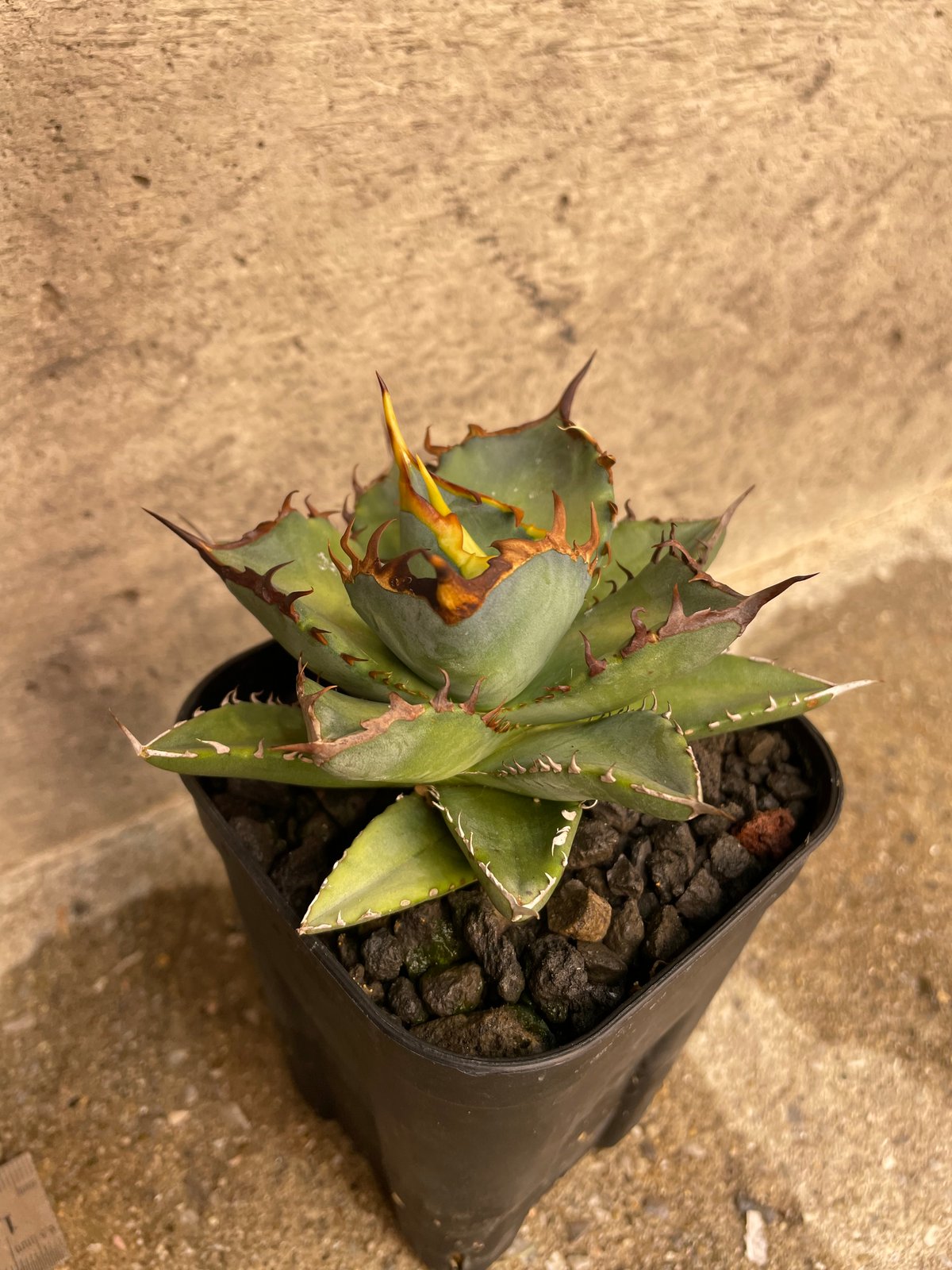 Lize血統 麻花龍 子株 発根済み！ Lize血統 麻花龍 子株 発根済み