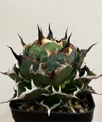 毒刺産）白犀牛 発根済 | plants by frame