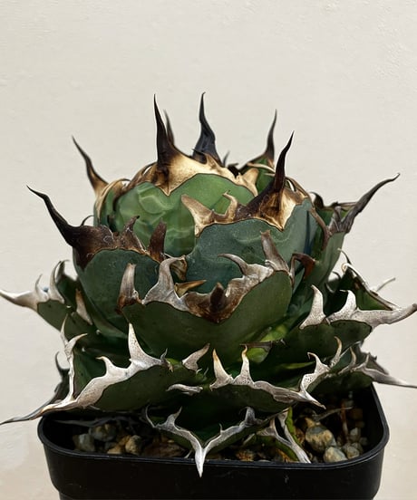 ハデス （発根済）　lize産（血統） ハデス （発根済） lize産（血統） ハデス （発根済） lize産