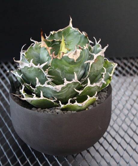 valiem植栽 白鯨　 Lsize