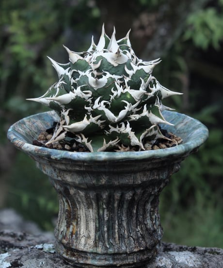 大白海胆（大白鯊）子株二つ付き | plants by frame