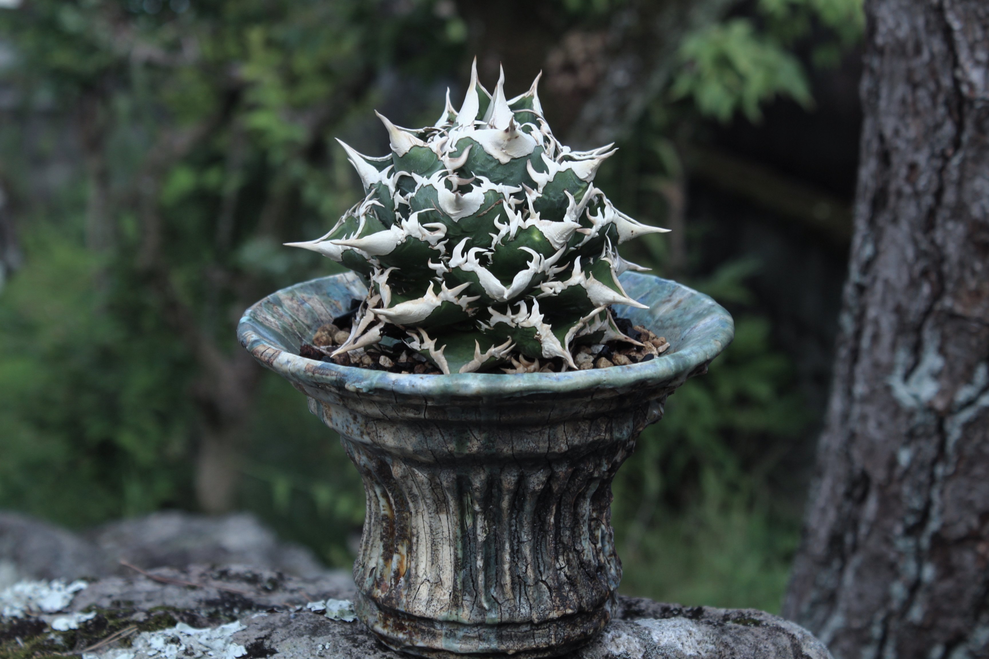 大白海胆（大白鯊）子株二つ付き | plants by frame