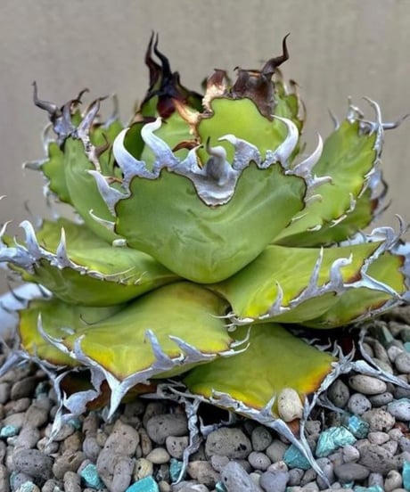 フィリグリー　親株 超お気に入りの2株 フィリグリーとCJ-5 かっこよすぎる🥰🥰🥰 CJ-5は