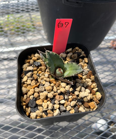 （lize血統）白鯨　発根済　子株（白7）