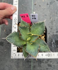 （TONY血統）烈焔　発根済　小株（烈焔3）