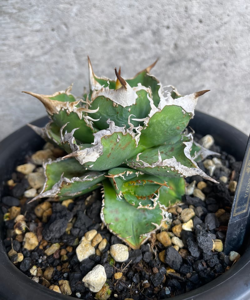 lize血統）流星 ベアルート子株 | plants by frame