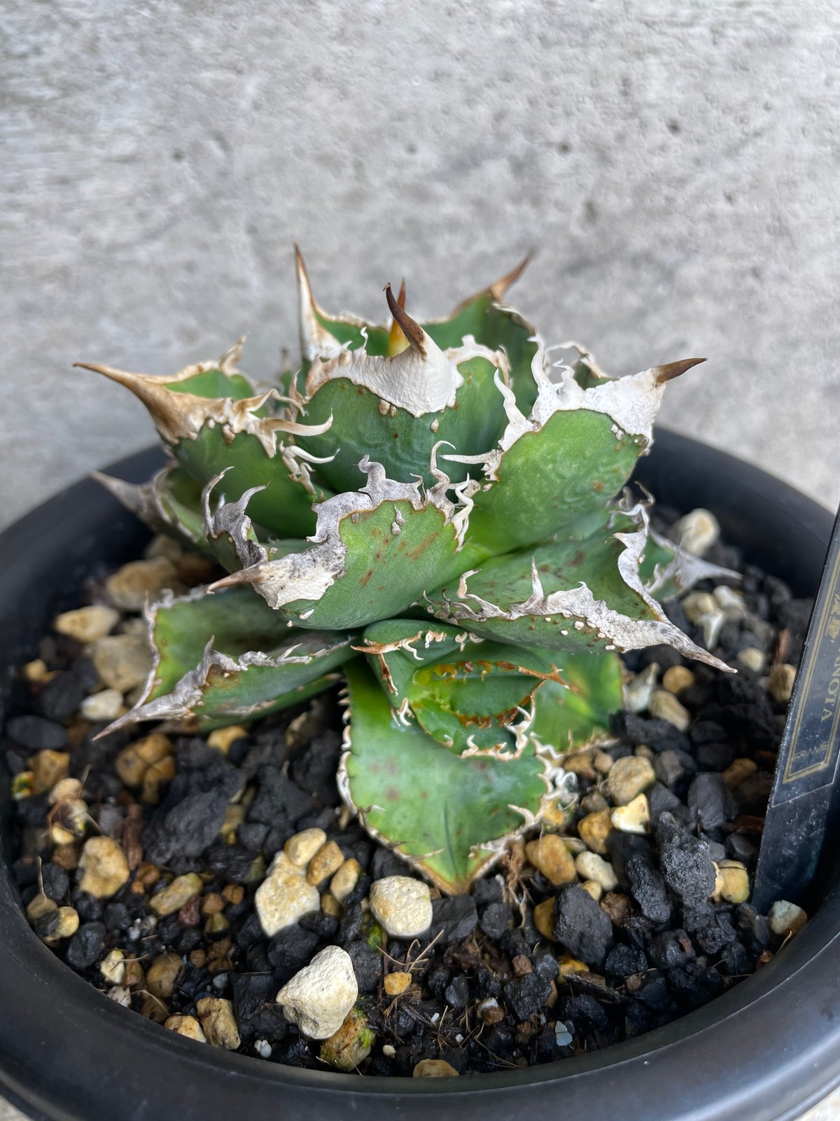 アガベ チタノタ 流星(lize産) 子株A 