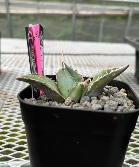 （lize血統）白鯨　発根済　子株（B）