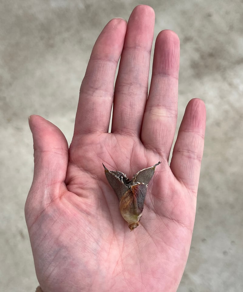 毒刺産 MS-ND 未発根 | plants by frame