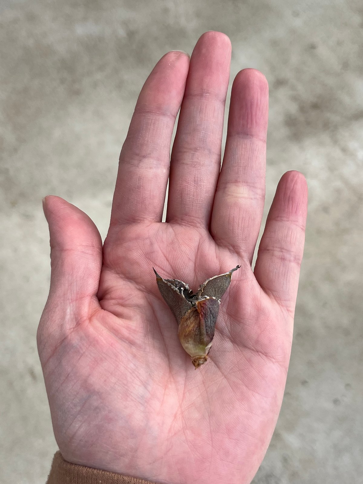 毒刺産 MS-ND 未発根 | plants by frame