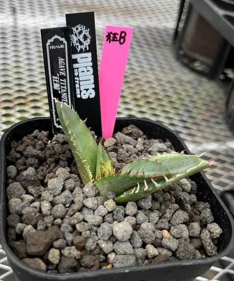狂鯨　発根済　子株（B）