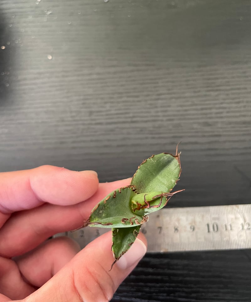 ハデス （発根済）　lize産（血統） lize血統）HADES/恐竜牙齒 発根済 | plants by frame