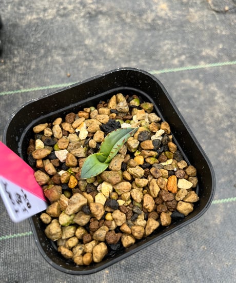 （TONY血統）海豚/発根済　子株　（海3）