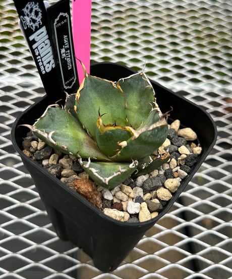 ビースト　産　子株 CATEGORY 厳選子株 | plants by frame