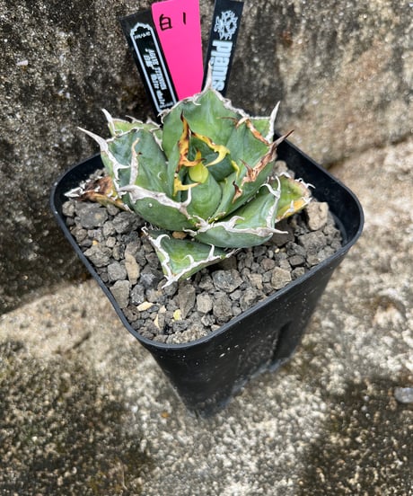 （lize血統）白鯨　発根済　小株
