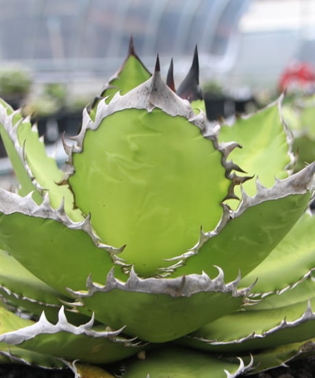 CATEGORY 黒鯨 | plants by frame