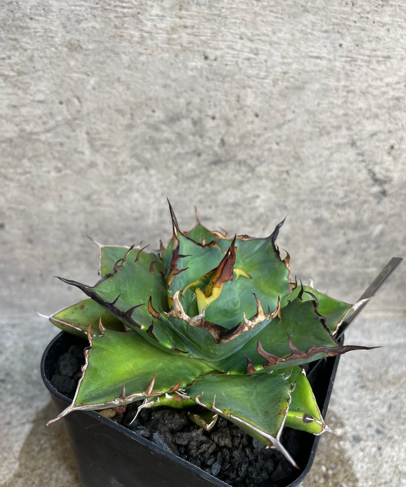 TONY産）HADES/黒帝斯 中株 | plants by frame