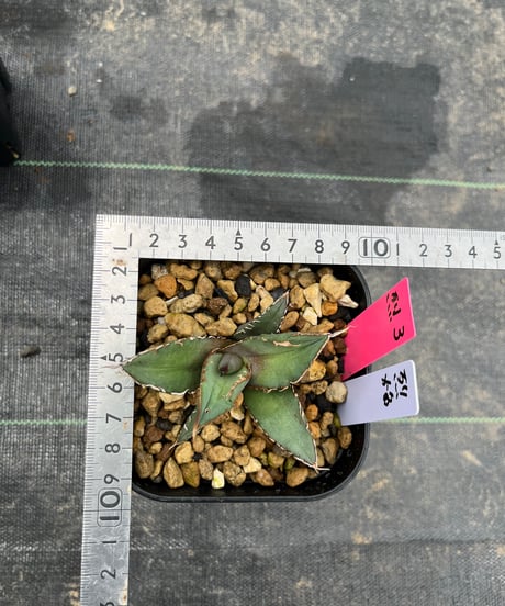 （TONY血統）烈焔　発根済　小株（烈焔3）