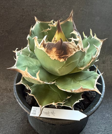 毒刺産）白犀牛 発根済 | plants by frame