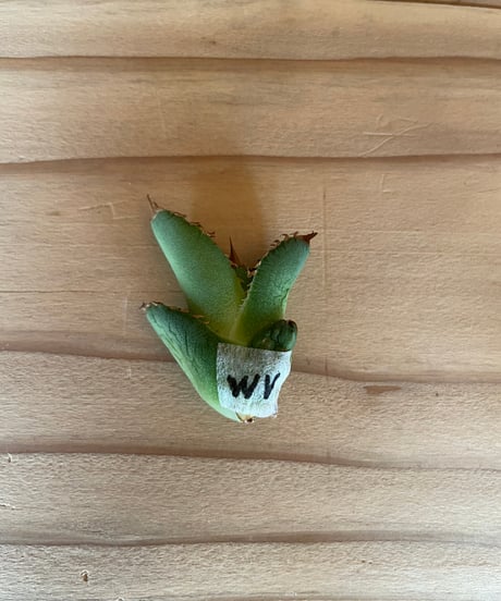 （毒刺産）WV ベアルート子株