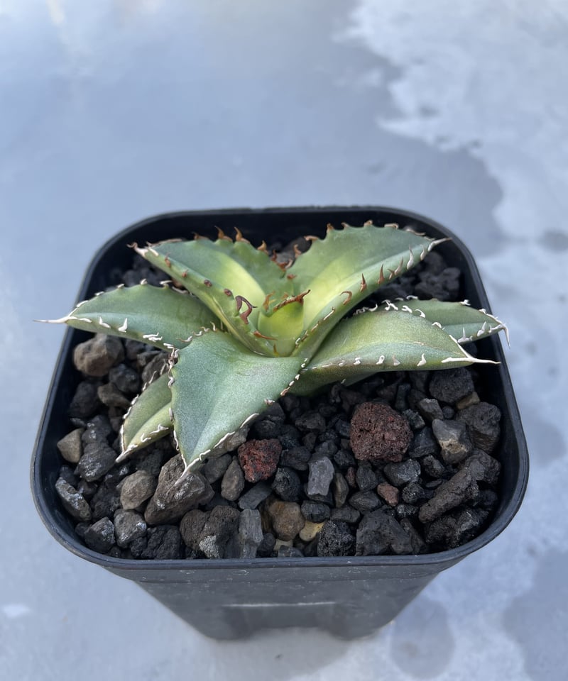 【個数限定】特選アガベ - 狂鯨 （Berlin産） ③ アガベ チタノタ 狂鯨 - メルカリ