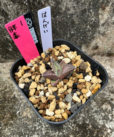 毒刺　胖鯨　発根済　子株（胖1）