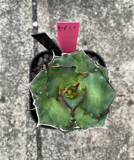 CATEGORY 厳選小株 | plants by frame