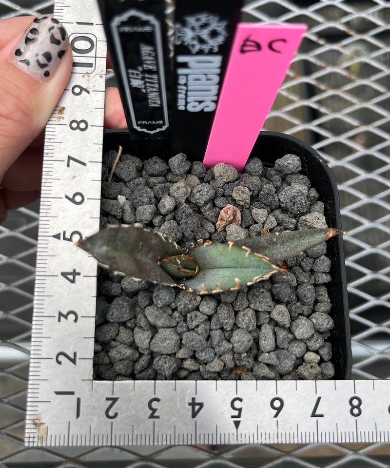 Lize血統　大白鯊　発根済み子株 アガベ 大白鯊 子株 発根済み Lize 【公式通販】