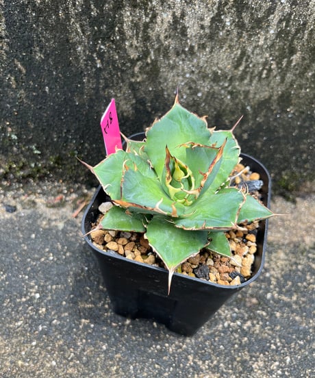 HADES /恐竜牙齒　発根済み　小株