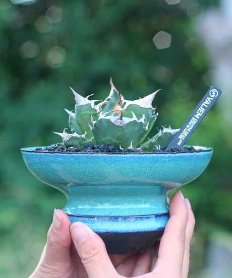 DEEP JICARA (Sサイズ） PLANTS by FRAME 別注限定