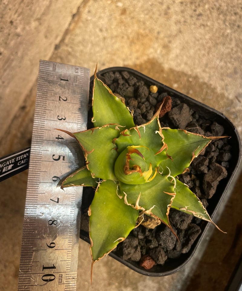 台湾 lize血統 シーザー 凱撤 【公式通販】