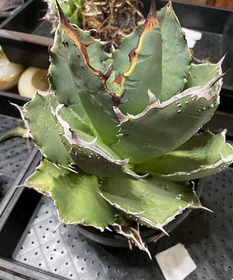 CATEGORY 台湾レア株 | plants by frame
