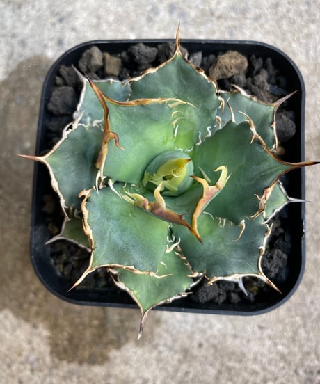 （TONY産）烈焰　発根済　小株大