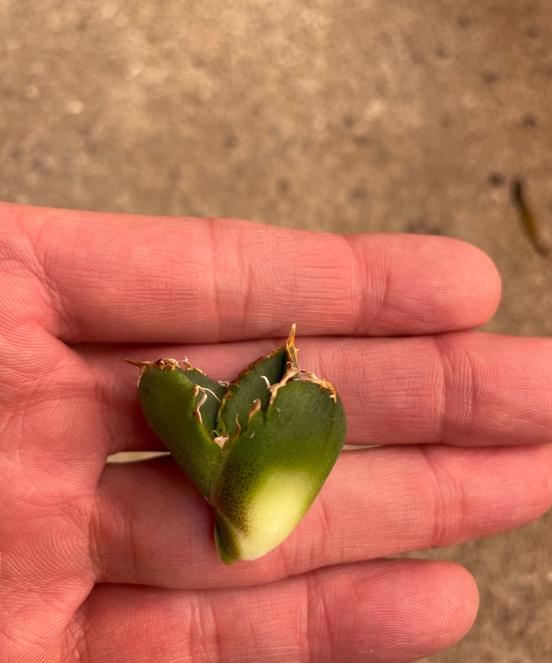 lize血統）流星 ベアルート子株 | plants by frame