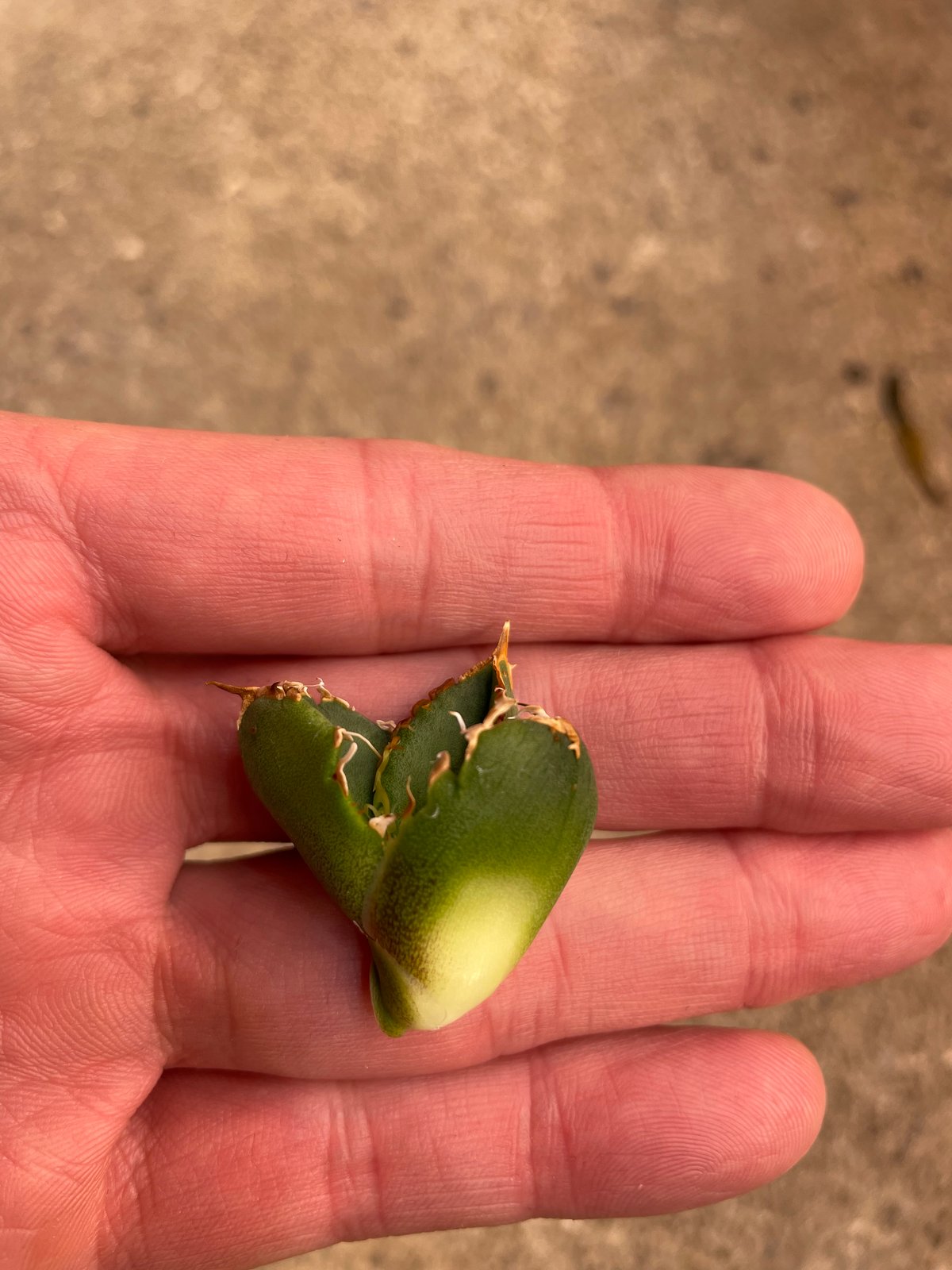 lize血統）流星 ベアルート子株 | plants by frame