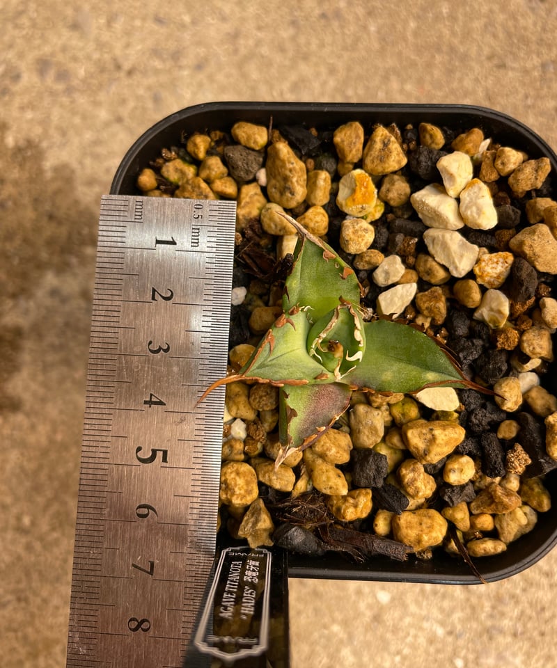 恐龍牙齒 ハデス 子株 lize血統 恐竜牙歯Hades】チタノタハデス 子株