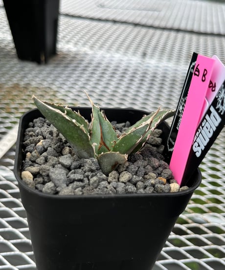 （lize血統）白鯨　発根済　子株（B）
