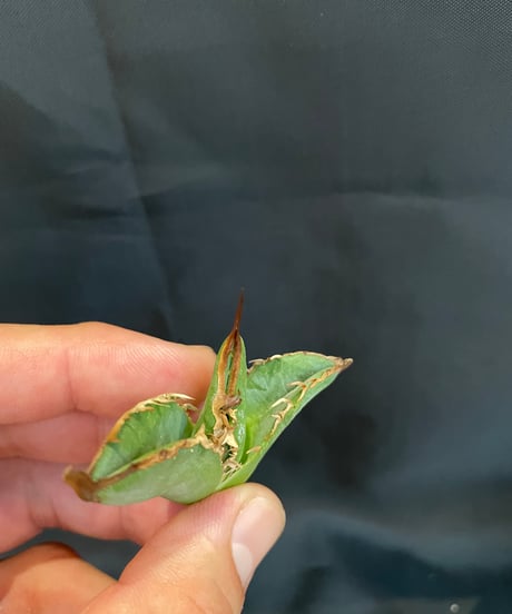 麻花龍　ベアルート子株　M1