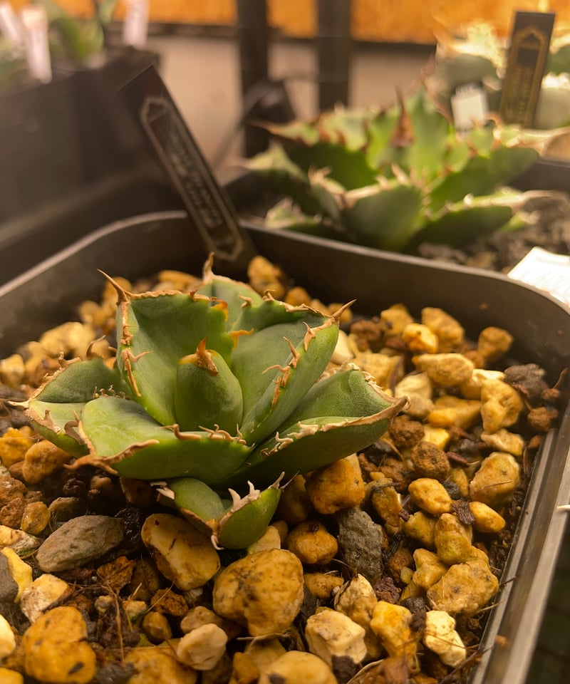 lize血統）清櫻 発根済 | plants by frame