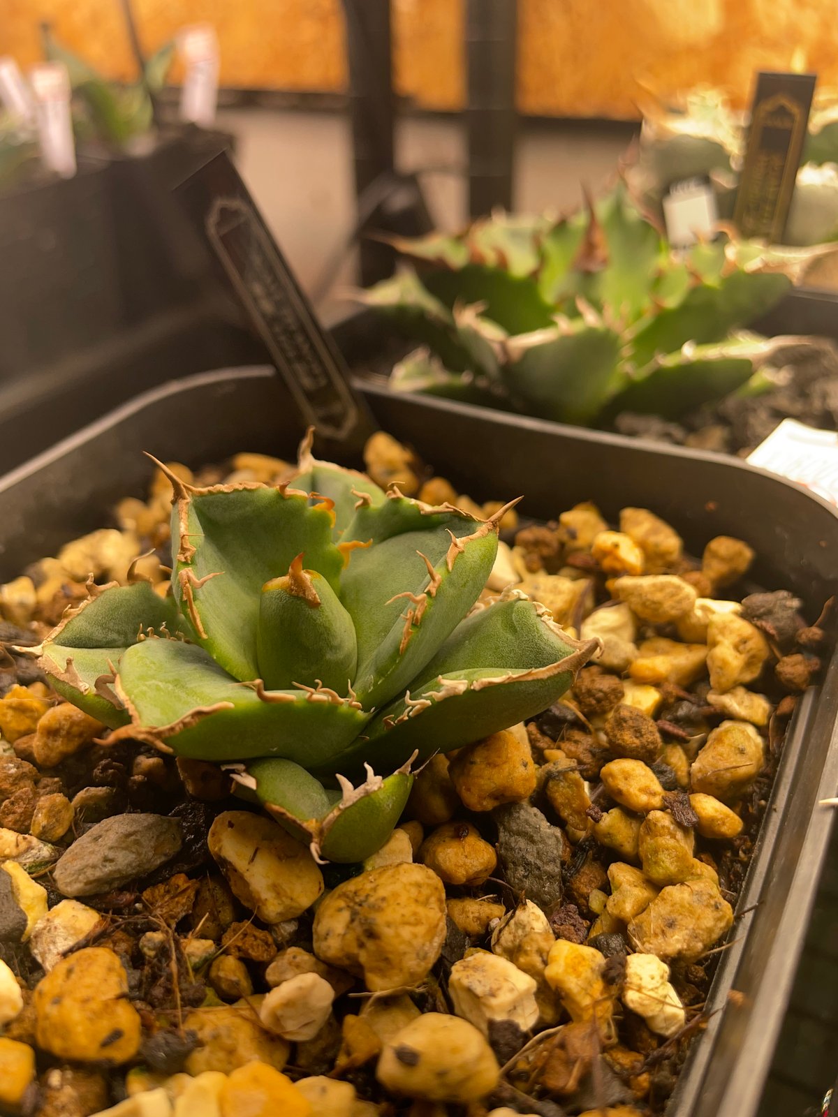 lize血統）清櫻 発根済 | plants by frame